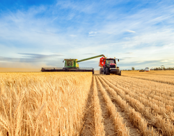 Australian wheatfield with a harvester in the hot sun.