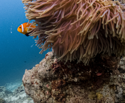 A clown fish sticking its nose out from behind some coral.