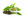 Green tea extract and leaves on a white background.