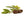 Jojoba seeds with their leaves